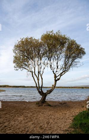 Der Baum im Kenfig Pool Naturschutzgebiet in der Nähe von Porthcawl, South Wales, Großbritannien Stockfoto