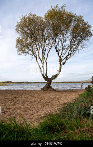 Der Baum im Kenfig Pool Naturschutzgebiet in der Nähe von Porthcawl, South Wales, Großbritannien Stockfoto