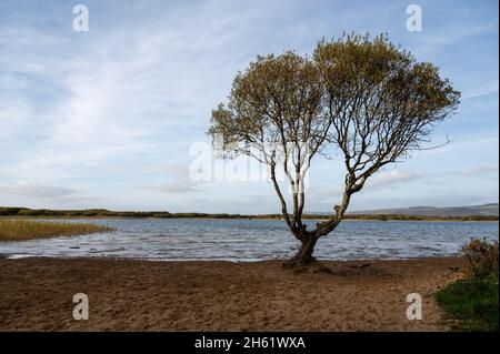 Der Baum im Kenfig Pool Naturschutzgebiet in der Nähe von Porthcawl, South Wales, Großbritannien Stockfoto