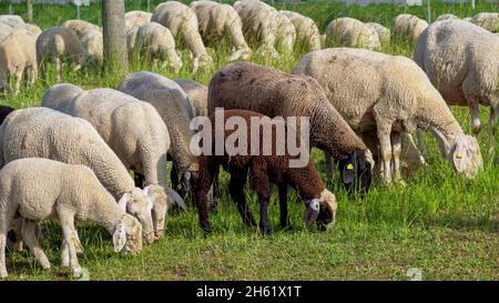 Schafe (ovis gmelini aries) auf der Weide,bayern,deutschland,europa Stockfoto