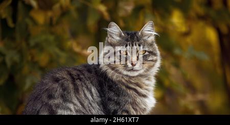 Katzenportrait. Zerzauste Katze im Herbstpark. Porträt einer Straßenkatze. Stockfoto