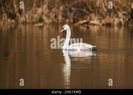 Stummer Schwan (cygnus olor), See, Ufer, seitwärts, Schwimmen Stockfoto