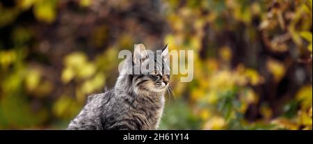 Katzenportrait. Zerzauste Katze im Herbstpark. Porträt einer Straßenkatze. Stockfoto