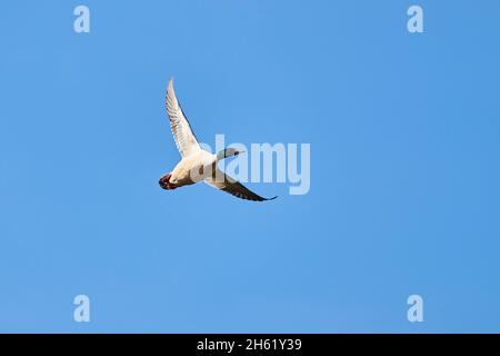 Gänsehaut (mergus merganser), männlich, Himmel, seitwärts, fliegend Stockfoto