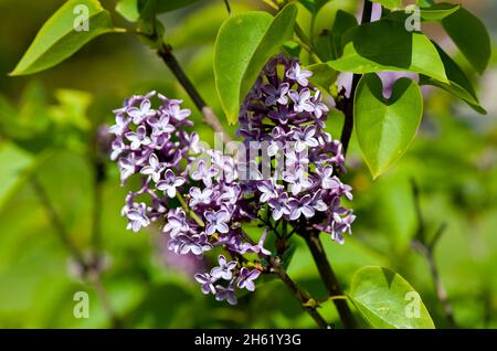 Lila Flieder Buschart Syringa Oleaceae henryi blusom auf einem Frühling Stockfoto