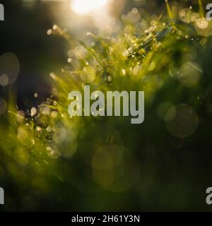 deutschland,teutoburger Wald,großer und kleiner freeden,osnabrücker Land,Gras,Tau Stockfoto