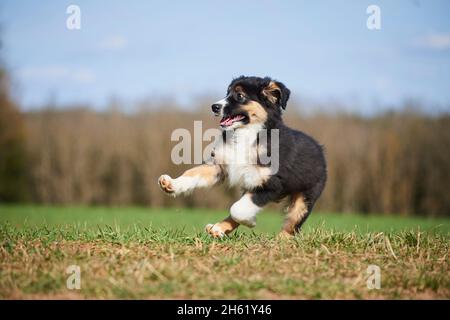 Mischlingshund, australischer Schäferhund, goldener Retriever, Welpe, Wiese, Laufen Stockfoto