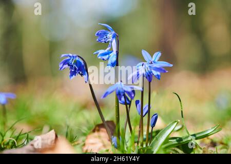 sibirischer Tintenschill (scilla siberica), blüht, blüht, bayern, deutschland Stockfoto