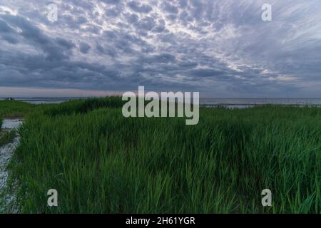 Blick durch das Schilf bei Sonnenuntergang am stein Strand, ostsee, deutschland Stockfoto