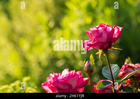 Rose (rosa) im Rücklicht Stockfoto