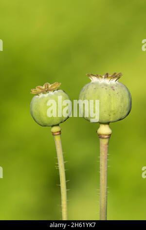 mohnsamen (papaver), Samenschoten Stockfoto