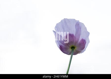 Zarte lila Mohnblüte (papaver), High-Key-Schuss Stockfoto