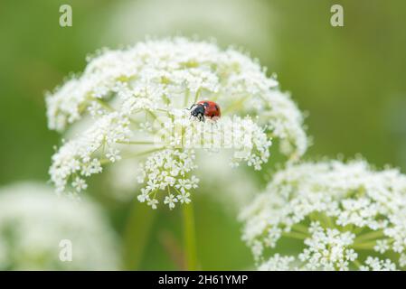 Marienkäfer (siebenpunkt,coccinella septempunctata) auf einer Doldenblume des Wiesenkerbosses (anthriscus sylvestris) Stockfoto