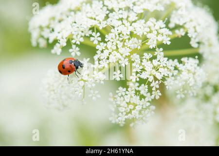 Marienkäfer (siebenpunkt,coccinella septempunctata) auf einer Doldenblume des Wiesenkerbosses (anthriscus sylvestris) Stockfoto