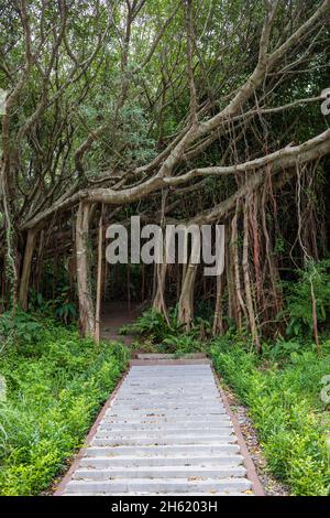 Treppe und Dschungel im kenting National Forest Erholungsgebiet Stockfoto