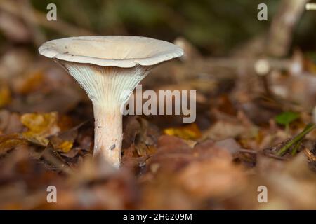 Trooping Trichter Pilz, Toadstool, Pilz, Clitocybe Geoptra, wächst auf dem Waldboden, New Forest UK Stockfoto