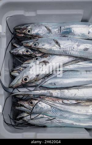 Frischer Fisch im hafen von heping Stockfoto