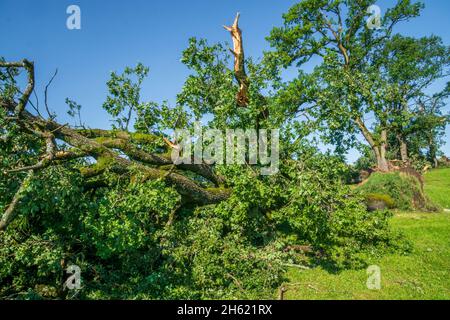 Hagelschäden und Starkregen zerstören die Landwirtschaft in bayern nördlich von murnau, zerbrochene und entwurzelte Bäume Stockfoto