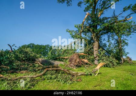 Hagelschäden und Starkregen zerstören die Landwirtschaft in bayern nördlich von murnau, zerbrochene und entwurzelte Bäume Stockfoto