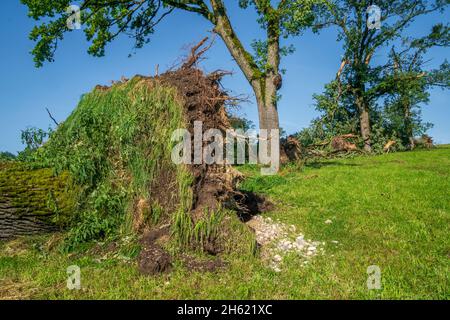 Hagelschäden und Starkregen zerstören die Landwirtschaft in bayern nördlich von murnau, zerbrochene und entwurzelte Bäume Stockfoto