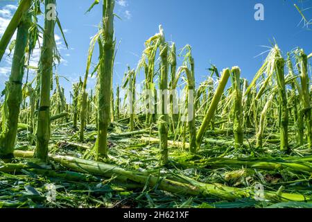 Hagelschäden und Starkregen zerstören die Landwirtschaft in bayern nördlich von murnau Stockfoto