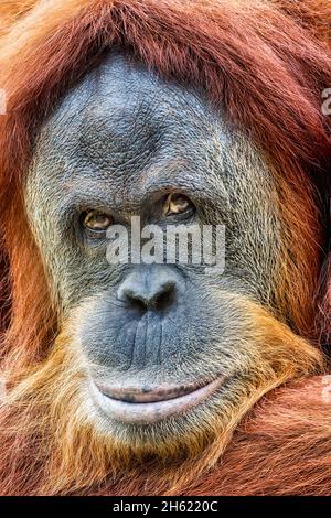Die Sumatra Orang-Utan sind nur am nördlichen Ende der Insel Sumatra zu finden. Es wird geschätzt, dass dort etwa 7,300 in freier Wildbahn überleben. Stockfoto