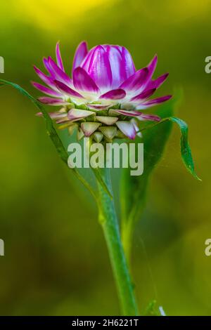 Strohblume, Helichrysum moreska, Nahaufnahme Stockfoto