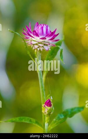 Strohblume, Helichrysum moreska, Nahaufnahme Stockfoto