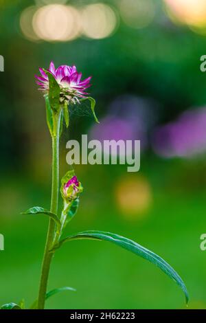 Strohblume, Helichrysum moreska, Nahaufnahme Stockfoto