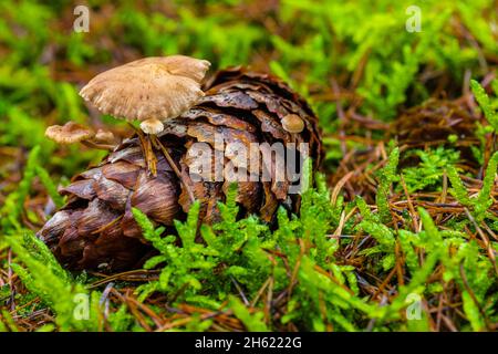 Pilze auf Fichtenkegel, Nahaufnahme, Waldstill-Leben Stockfoto