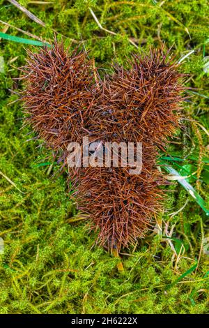 Kastanienschale, Herzform, Stillleben, Natur Stockfoto