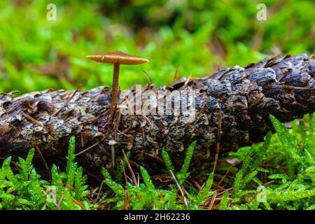 Pilze auf Fichtenkegel, Nahaufnahme, Waldstill-Leben Stockfoto