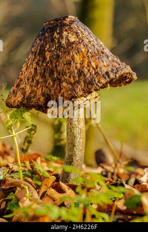 Toter Pilz im Herbst, natürlicher Zyklus Stockfoto