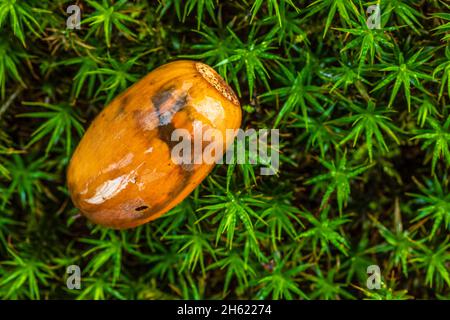 eichel auf Moos, Natur im Detail, Nahaufnahme, Stillleben im Wald Stockfoto