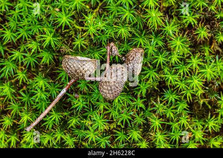 Leere Eichelschalen auf Moos, Natur im Detail, Nahaufnahme Stockfoto