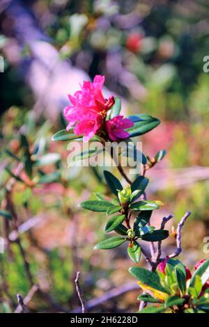 alpenrosen, Alpenrosenbusch (Rhododendron ferrugineum) im karwendel, deutschland, bayern, oberbayern, werdenfelserland, isartal, mittenwald Stockfoto