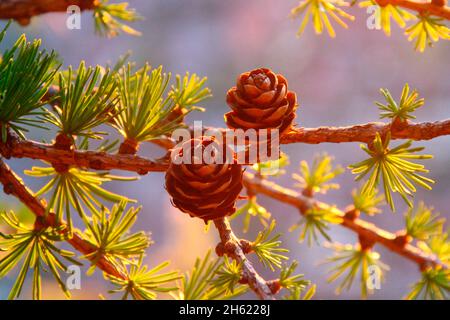 Lärchenzweige im Hintergrund,larix,Sonnenuntergang,fotografiert auf der mittenwalder Hütte am karwendel,mittenwald,oberbayern,isartal,bayern,deutschland,europa Stockfoto