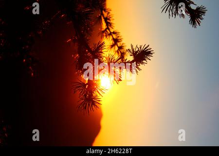 Lärchenzweige im Hintergrund, Sonnenuntergang, fotografiert auf der mittenwalder Hütte am karwendel, mittenwald, oberbayern, isartal, bayern, deutschland, europa Stockfoto