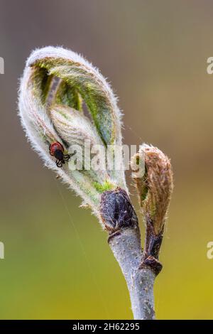 Die gewöhnliche Holzzecke (ixodes ricinus) tickt Stockfoto