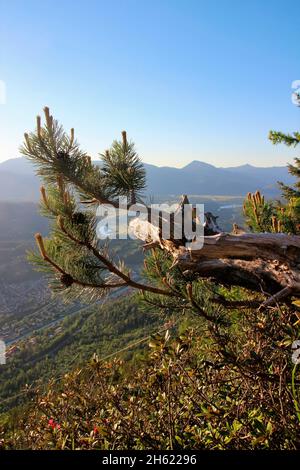 Wanderung zur mittenwalder Hütte sonnig,deutschland,bayern,oberbayern,werdenfelser Land,bayerische alpen,mittenwald,alpenwelt karwendel,Bergkiefer im Vordergrund Stockfoto