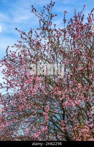 Kirschblüten gegen blauen Himmel Stockfoto