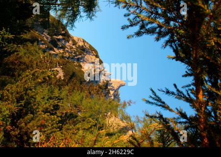 Viererspitz,viererspitze karwendel mittenwald Sonne,Sonnenschein Lärche,Fichte,Kiefern,Bergwald,atmosphärisch,europa,deutschland,bayern,oberbayern,isartal,mittenwald,werdenfelser Land Stockfoto