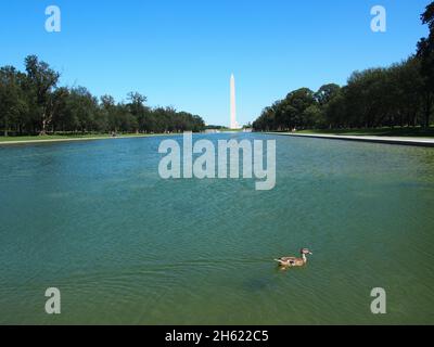 Einzelente schwimmend in der Washington Mall Reflecting Pool mit Washington Monument im Hintergrund, USA, 2021 © Katharine Andriotis Stockfoto