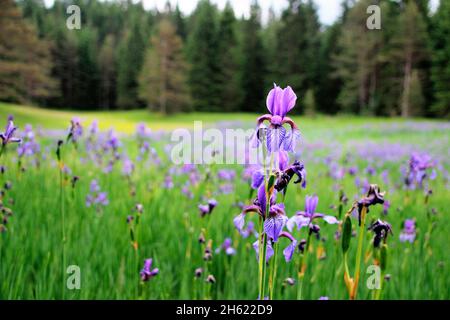 sibirische Iris, Iris sibirica, Iris, die am Rand einer feuchten Wiese wächst, alpenwelt karwendel, mittenwald, deutschland, bayern, oberbayern Stockfoto