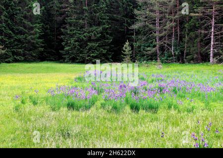 sibirische Iris, Iris sibirica, Iris, die am Rand einer feuchten Wiese wächst, alpenwelt karwendel, mittenwald, deutschland, bayern, oberbayern Stockfoto