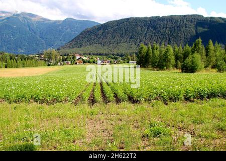 österreich,tirol,mieminger Hochplateau,wildermieming,Kartoffelfeld,Kartoffel,aussen,Sommer,Wiese,Sommerwiesen,Orstansicht, Stockfoto