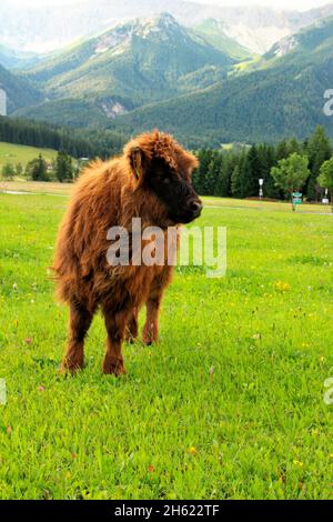 österreich, tirol, leutasch, leutaschtal, schottisches Hochlandrind, Kalb, junges Tier, jung, Stockfoto