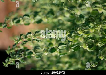 Gewöhnlicher Pferdehund (marrubium vulgare), weißer Pferdehund, gewöhnlicher Pferdehund Stockfoto