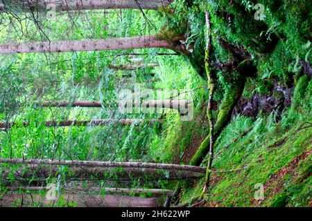 Kleiner Bach im tiefen Wald im Elmauertal. deutschland, bayern, oberbayern, werdenfels, isartal, Mischwald, Fichten, Buchen, Baumstämme, Fluss, Bach, Stockfoto