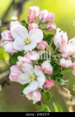 europa,deutschland,baden-württemberg,schönbuch Region,steinenbronn,blühender Krabbenapfelbaum im Frühling Stockfoto